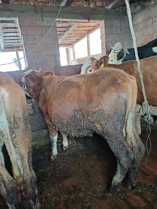 Vând vițele de tăiat sau ținut