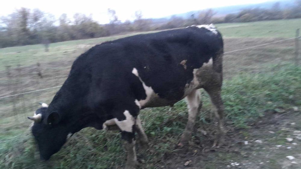 Продавам угоени телeта