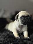 Catelusi din rasa Mops/Pug