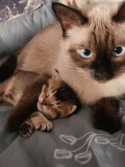 Сиамская кошка Барсик