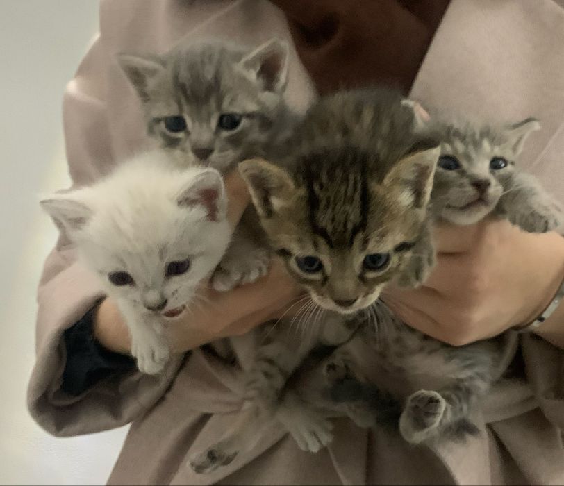 Отдам котят даром в добрые руки