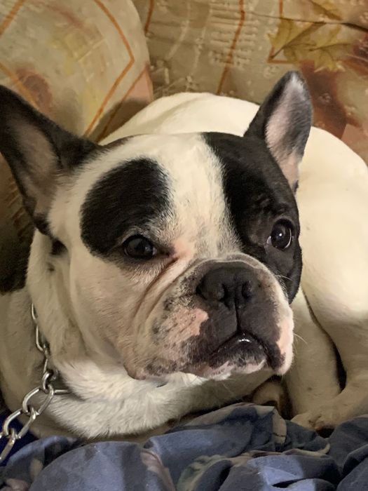 Срочно пролам французкого бульдога