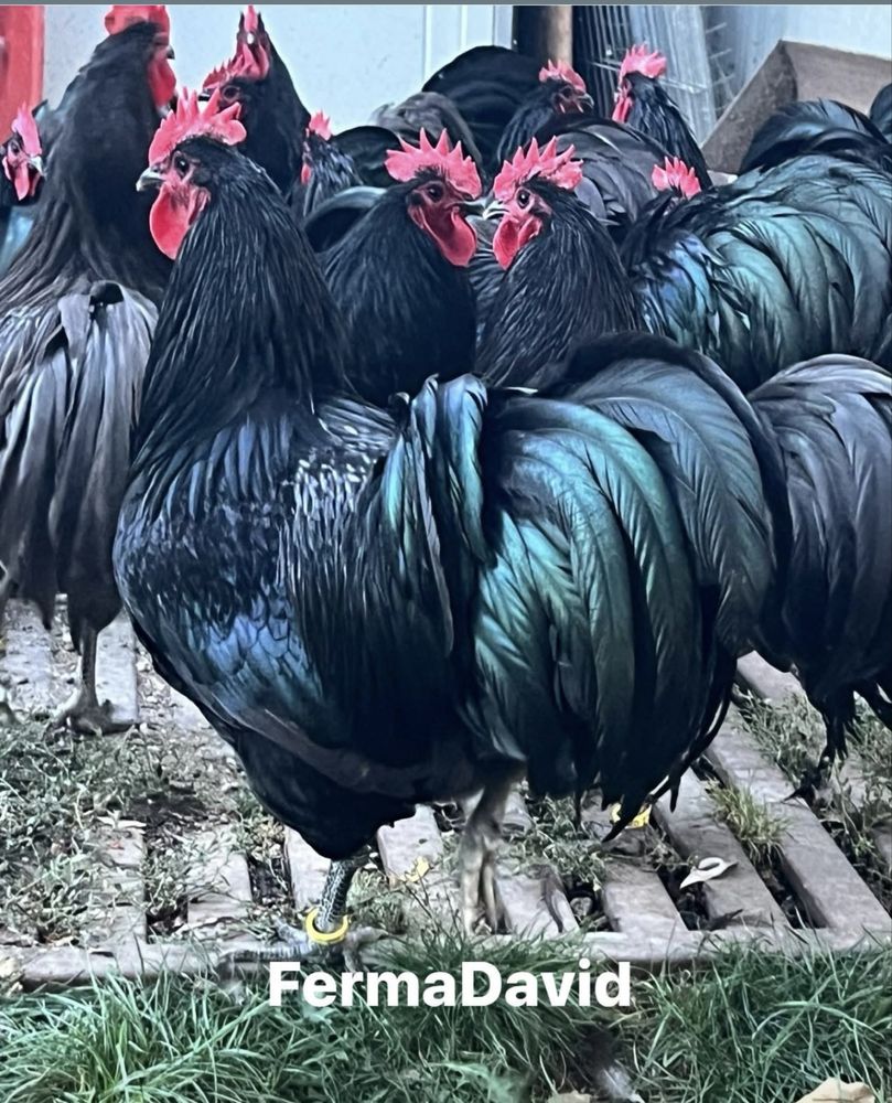 Găini și Cocoși Australorp Negru-Albastru-Splash