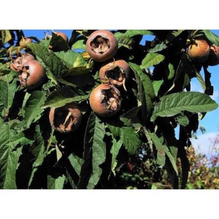 Pomi Fructiferi Deosebiți (Mosmon )