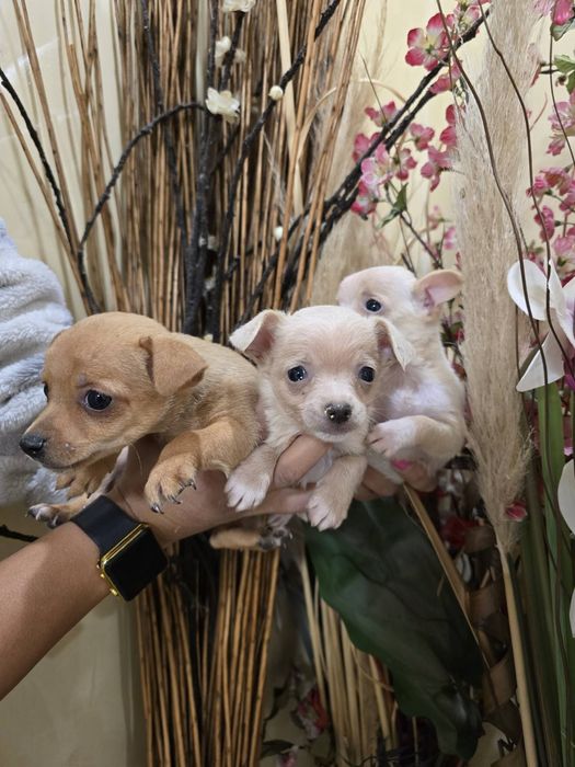 Мини чиху пинчери