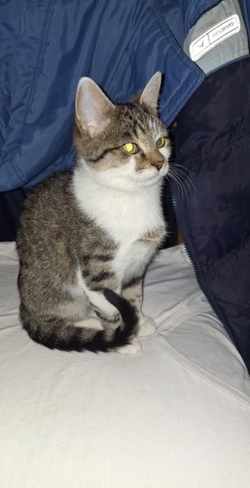 Coco si Dior pui de pisica de 3 luni își caută căsuța!