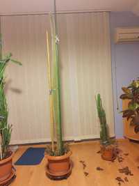 Vând plantă,cactus mare in ghiveci