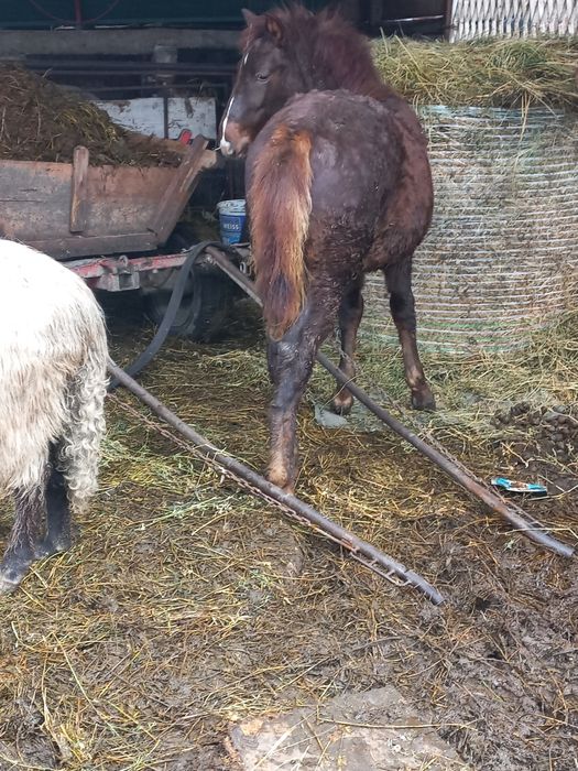 Vând cârlan de 6 luni