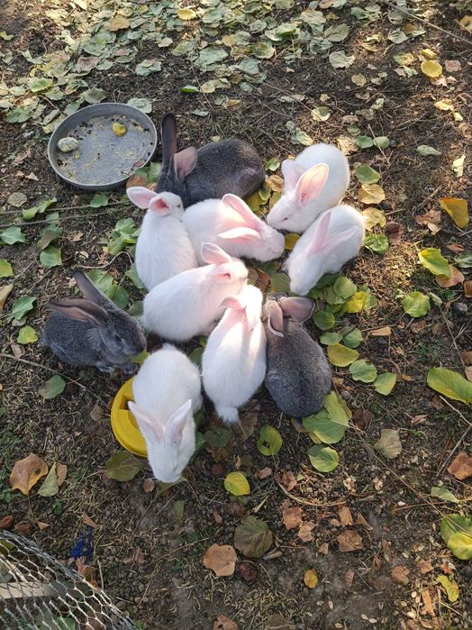 Кролики. Крольчата поместные.