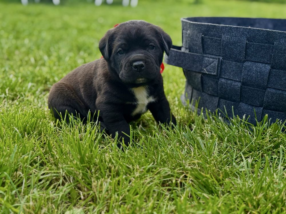 Кане корсо чистокръвни бебета cane corso italiano
