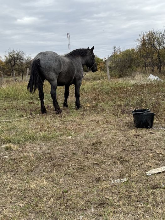 Manza de 3 ani de vanzare.