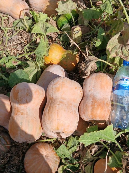 Gantel  qovoq aniq ma'lumot tel orqali molga ham lashak bor