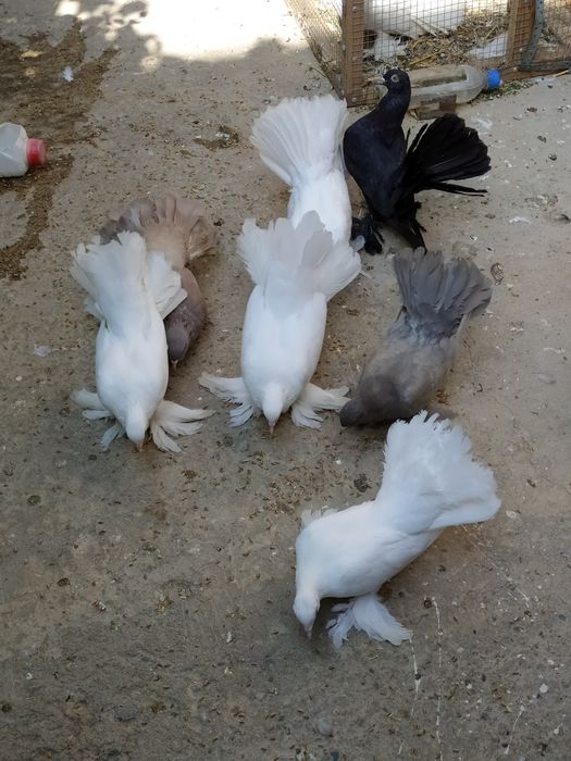 Голуби- павлины чистой породы