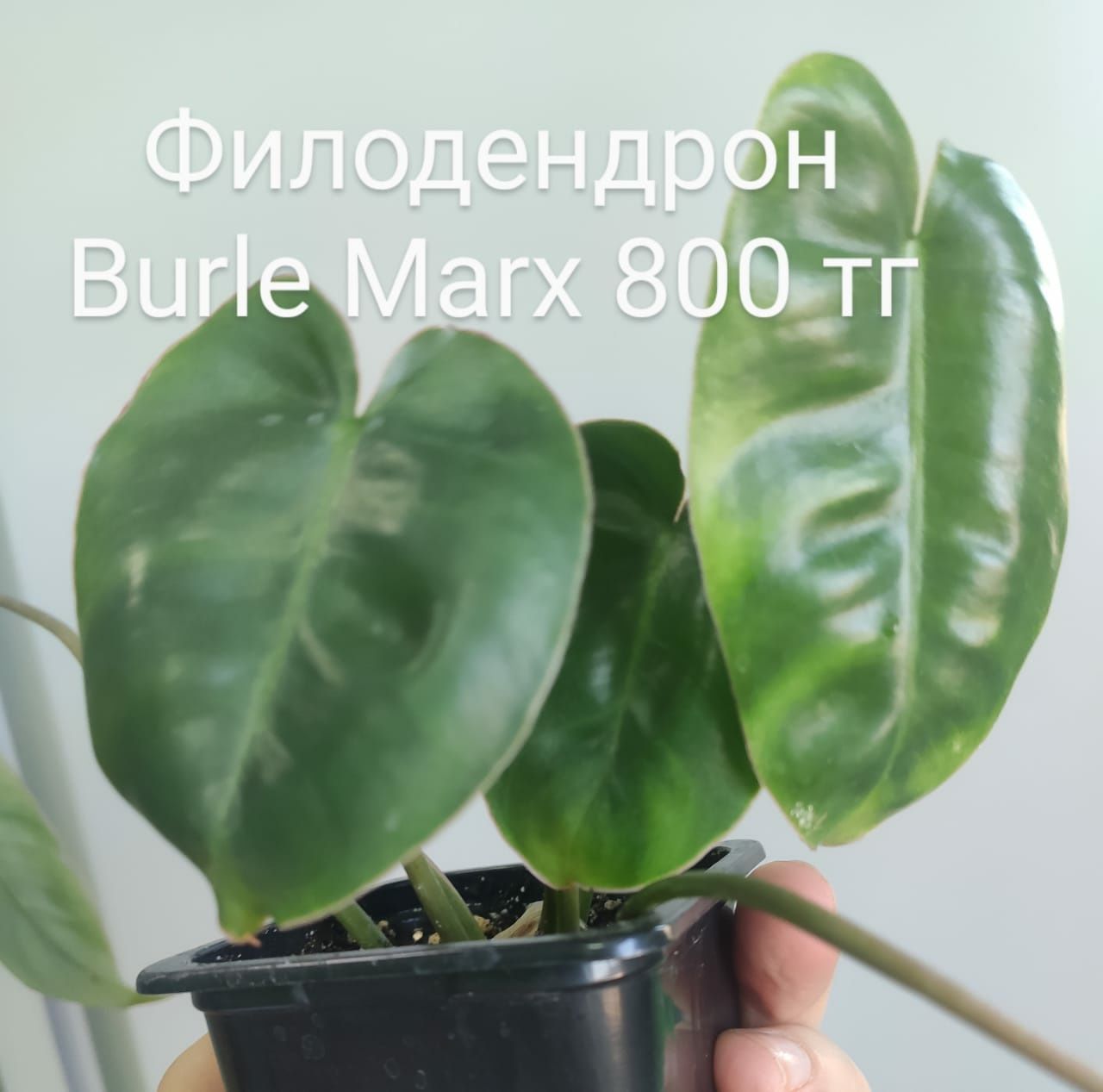 Филодендрон Burle Marks  Бурле Маркс. Комнатные цветы