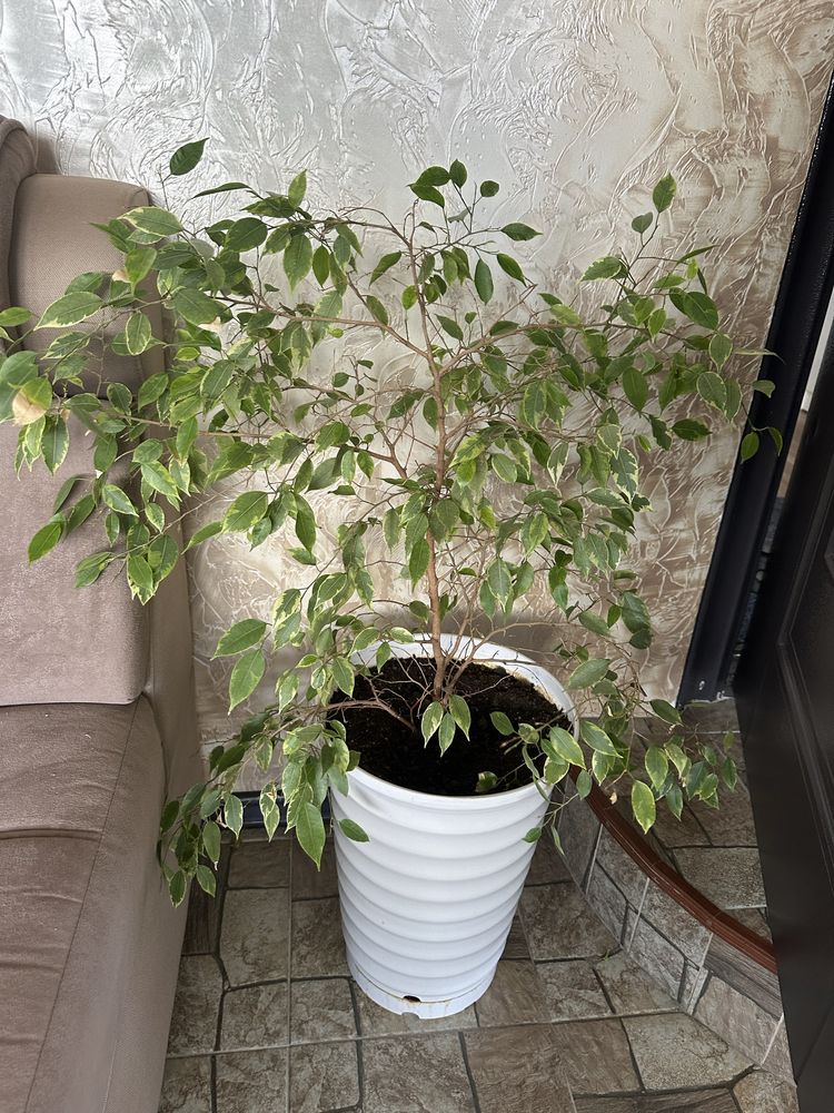Продам комнатные растения.