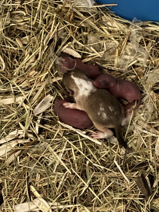 Veverite gerbil blande