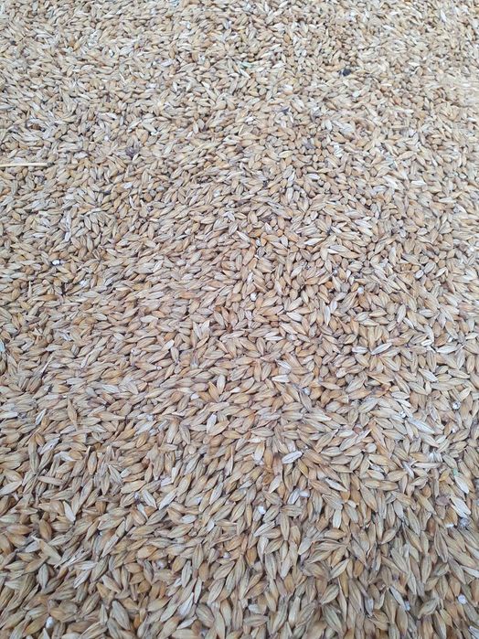 Floarea soarelui,ovaz,grau,orzoaica