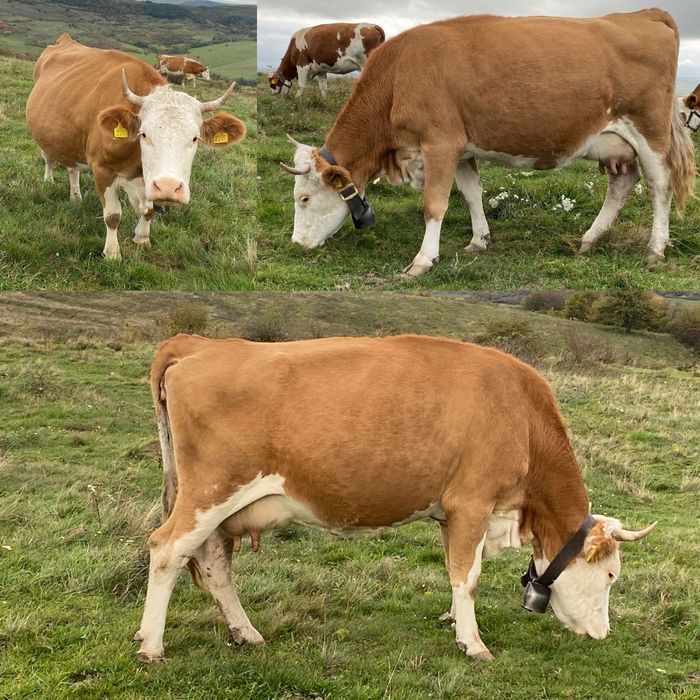 Vaci de lapte înscrise în COP