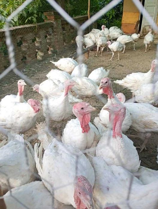 CURCI crescute la curte