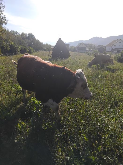 Vând taur rasa Bălțata Românească