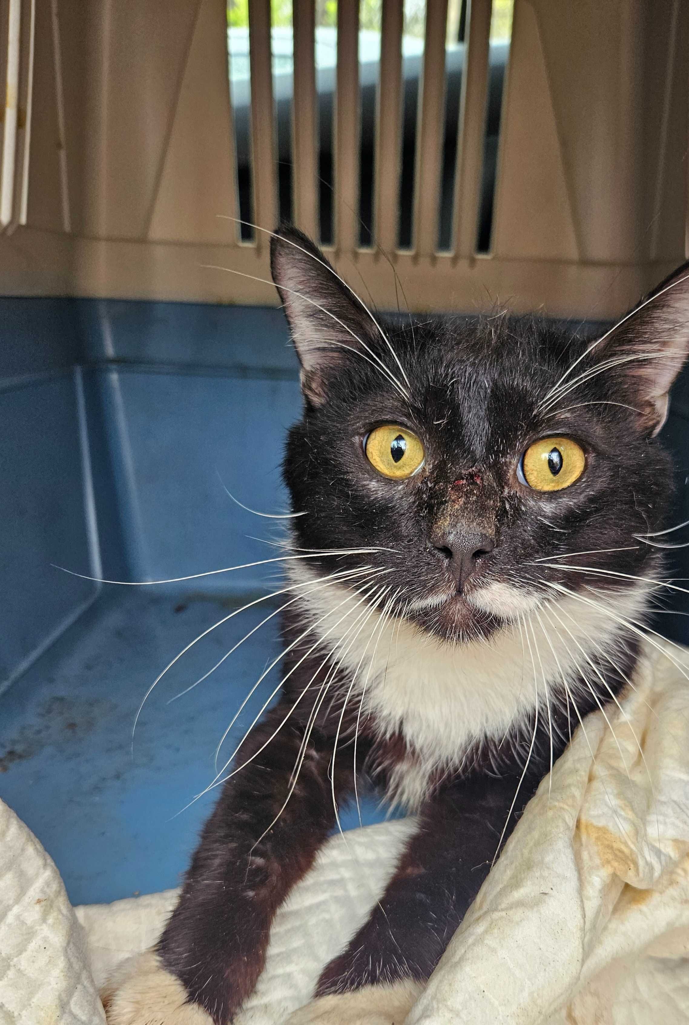 Urgent - pisici de dat spre adoptie Bucuresti