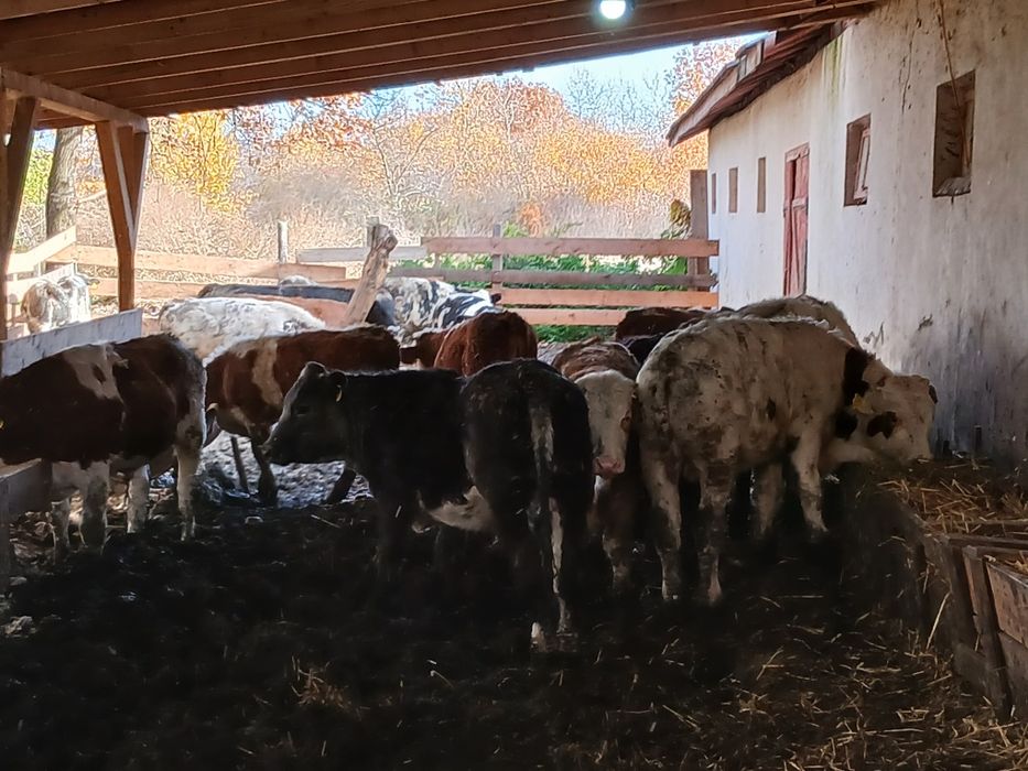 Vând 26 de vitei