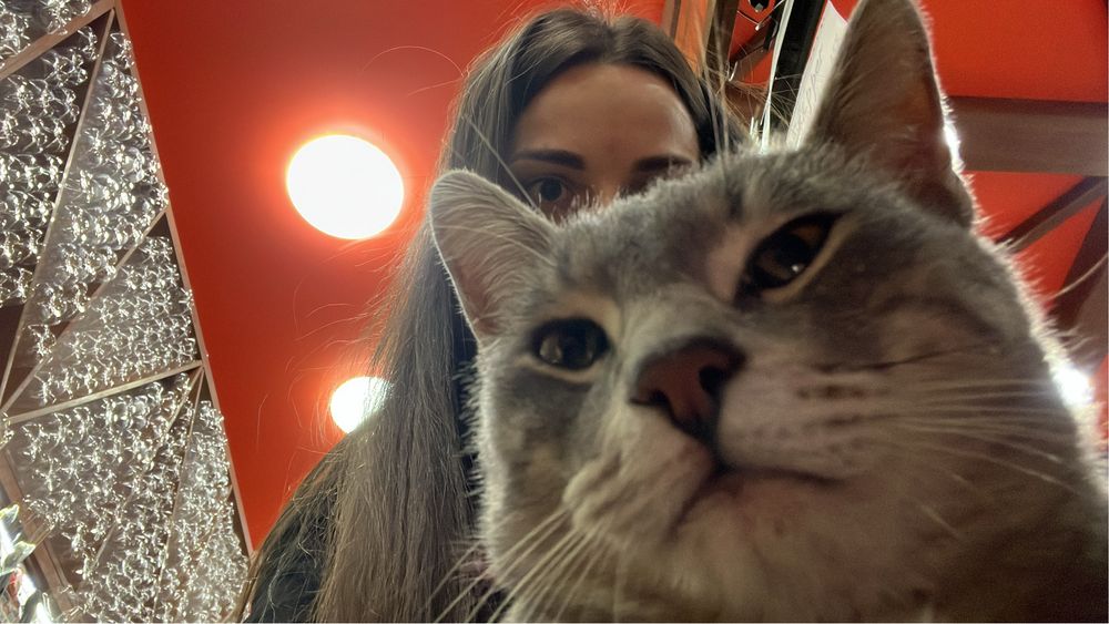 Котик-найдёныш ищет любящих хозяев