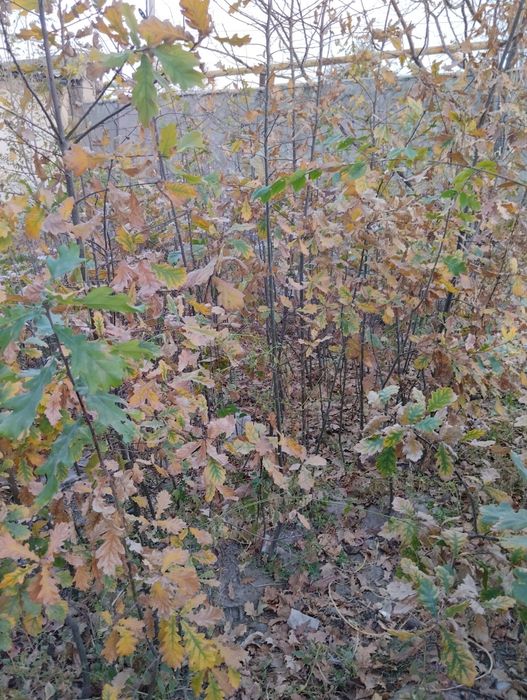 Продается растение дуб