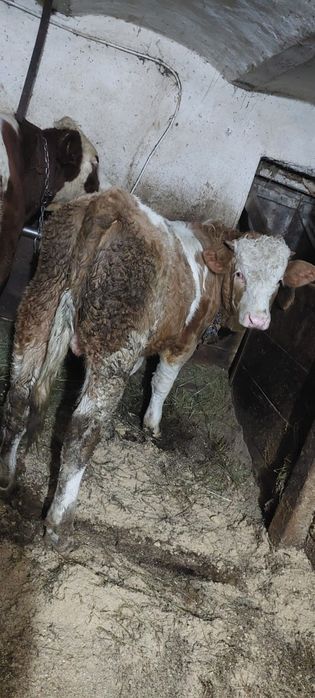 Tăuraș de vânzare