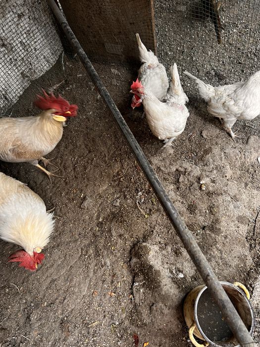 продается молодые петухи и куры