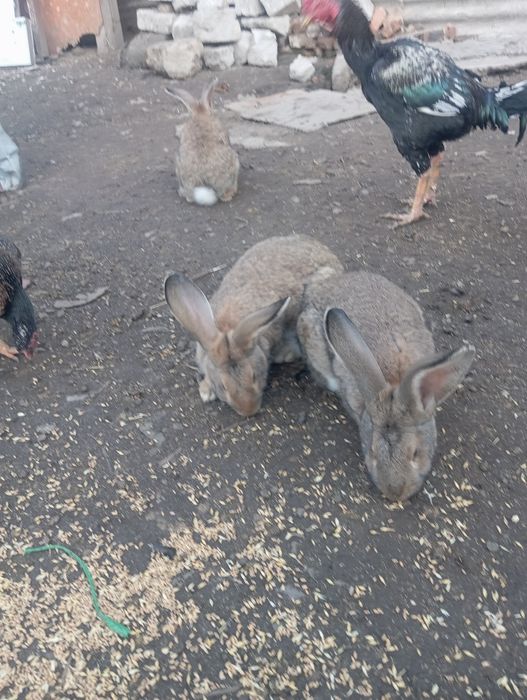 Продам кроликов больших