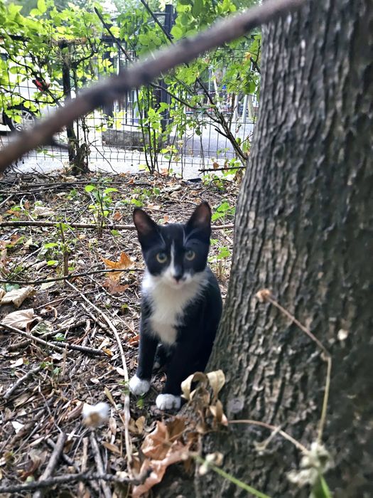 Pisicutza Tuxedo spre adoptie, 4 luni , baietzel