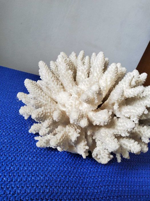 Coral acvariu decorativ