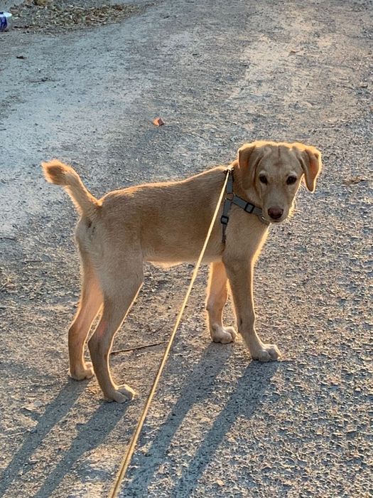 В добрые руки собаку девочку помесь лабрадора и алабая