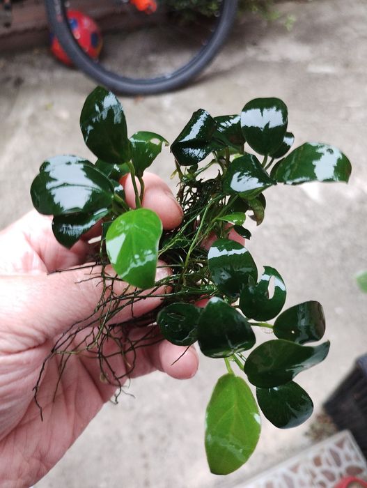 Plante de ornament acvariu bucephalandra