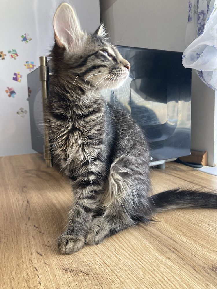 Котёнок бесплатно