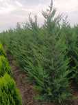 Cupressus leylandii
