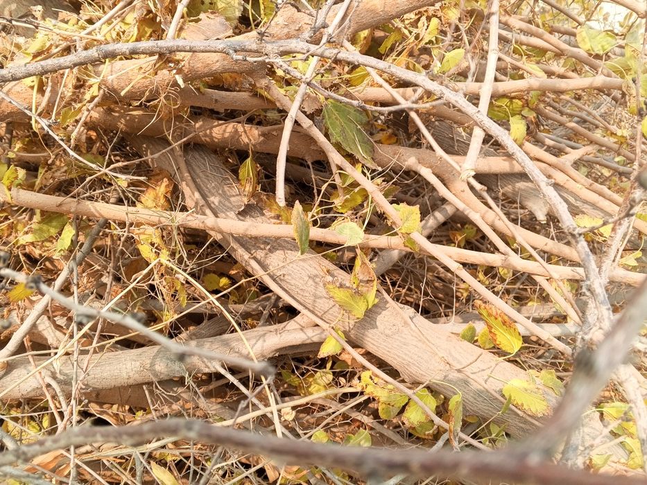 Внимание акция Диккат акция Утсин сотилади Кишни совук кунларига утсин