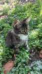 Отдам красивого котёнка