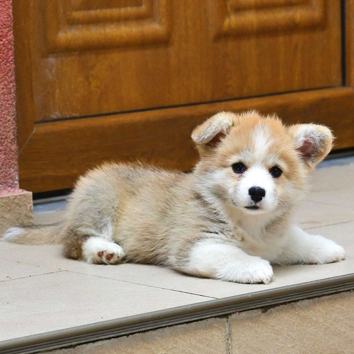 Cățeluș Corgi, vaccinat, microcipat, pedigree tip A, de Crăciun