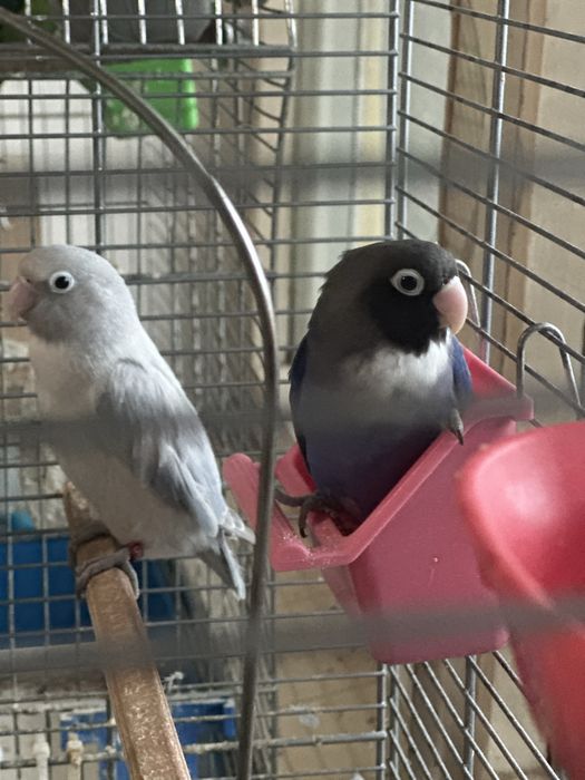 Papagali Agapornis Nigrigenis