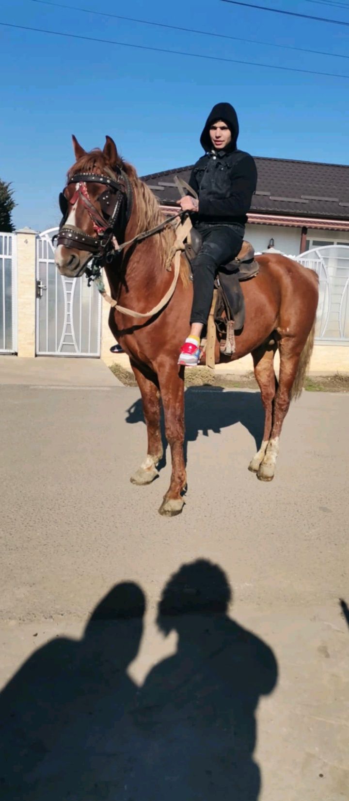 Vând harmăsar de 7 ani