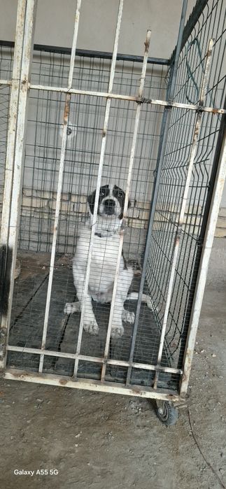 Чистакровный Алабай олти бармок хакикий.