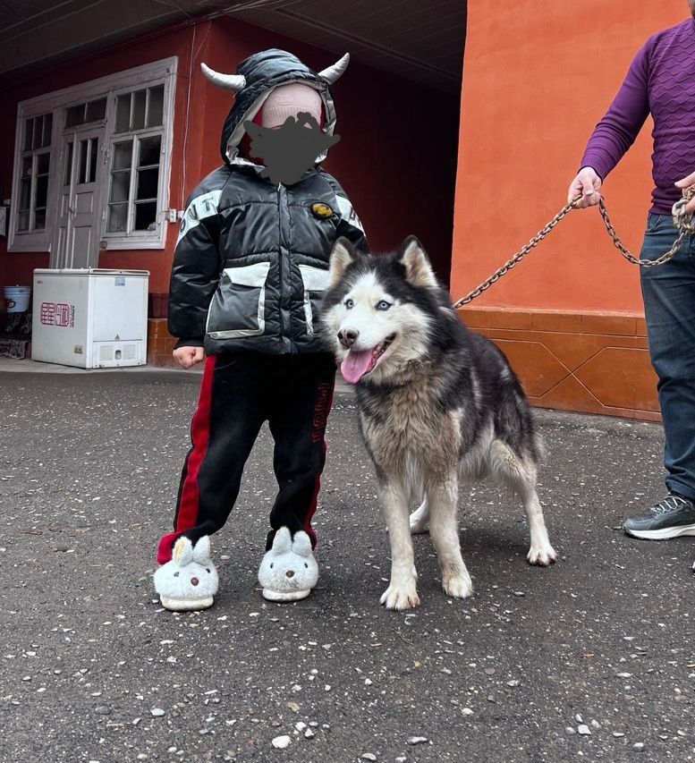 Haski toza  it qornida bolasi bor