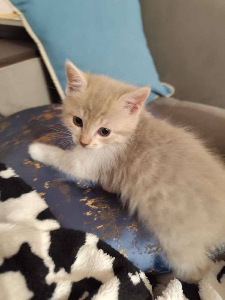 Котята, 5 девочек!