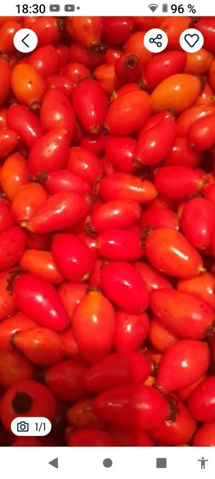 Fructe de pădure de toamna