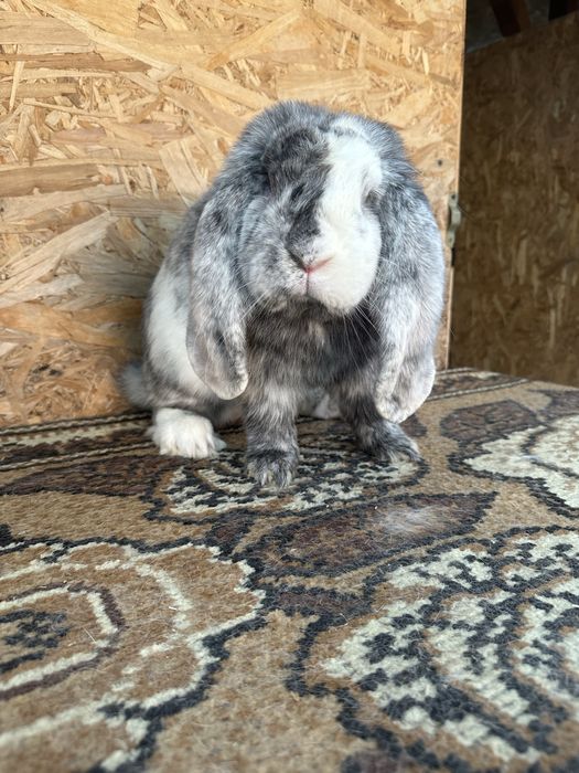 Iepuri berbec german