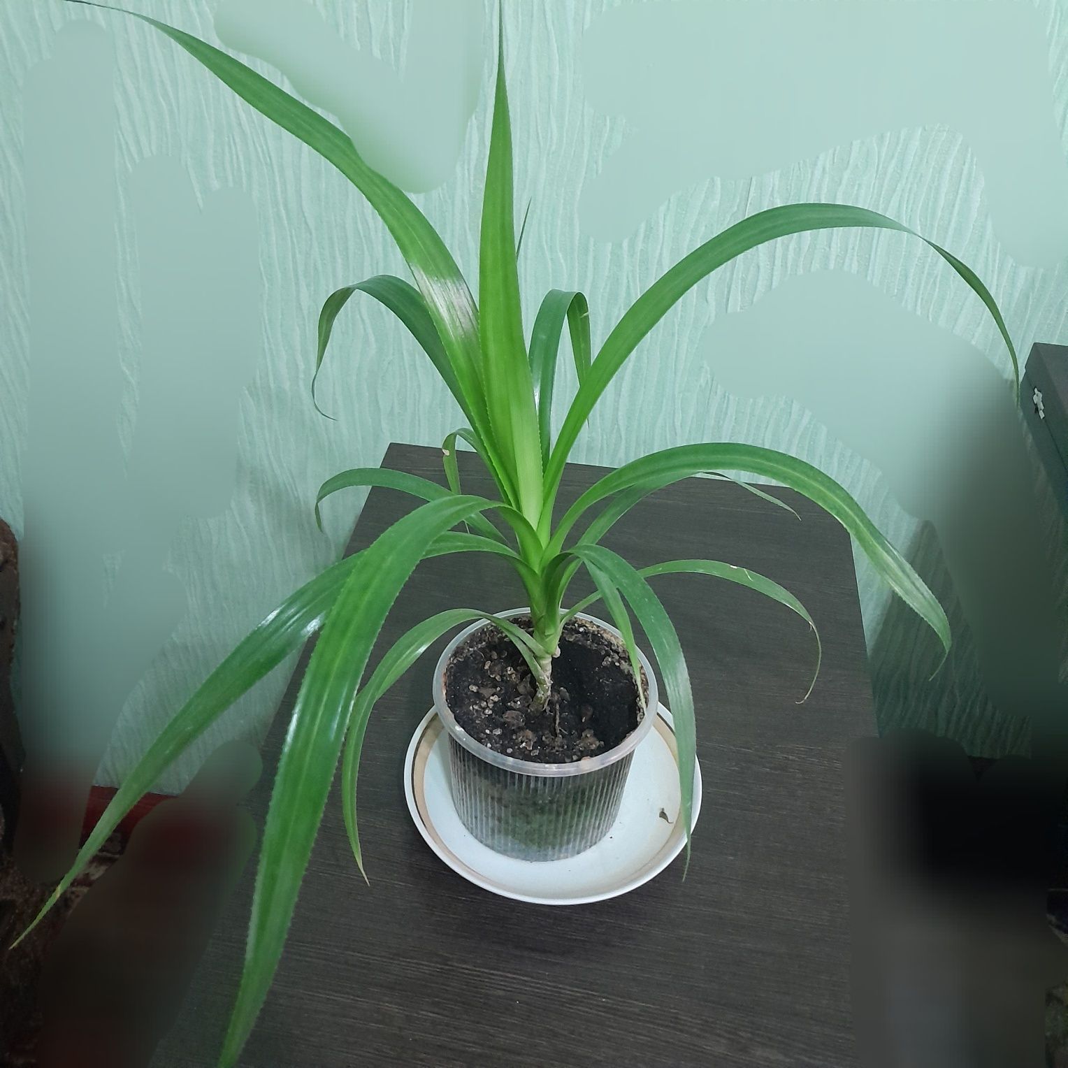 Комнатные  цветы