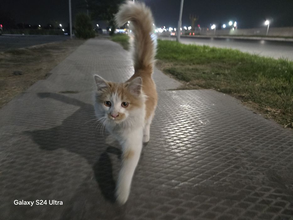 Mushukcha 5 oylik pul zarur