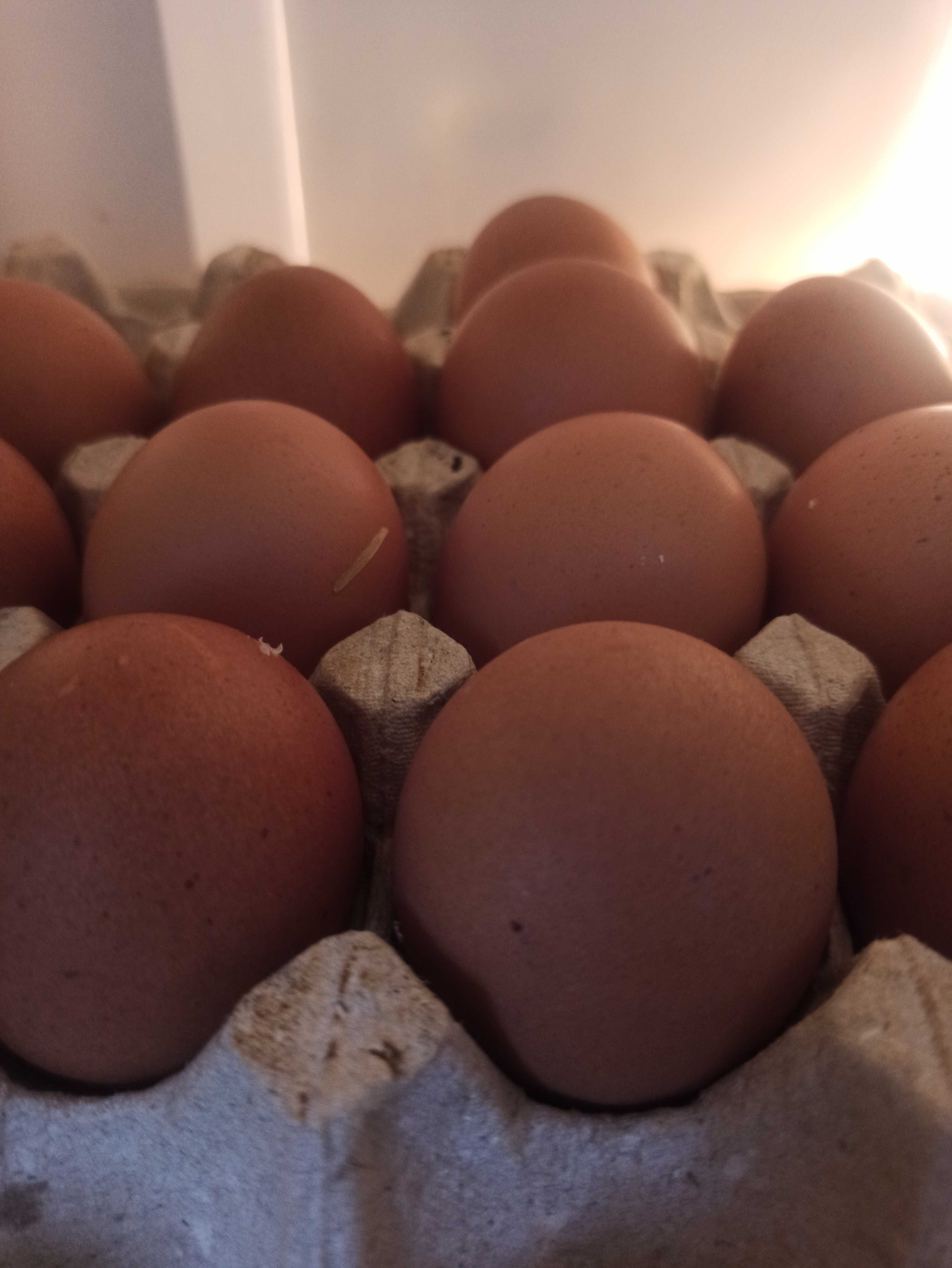 Свежие домашние яйца 80 т